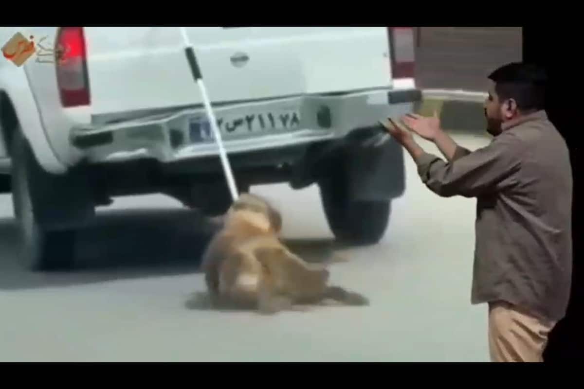 فیلم| سگ آزاری فردی با لباس آتش نشانی در دماوند | دیلی 3