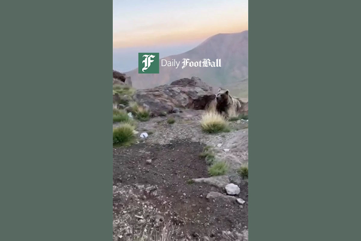 فیلم| حمله خرس سبلان به کوهنوردان فیلم| حمله خرس سبلان به کوهنوردان | دیلی 3