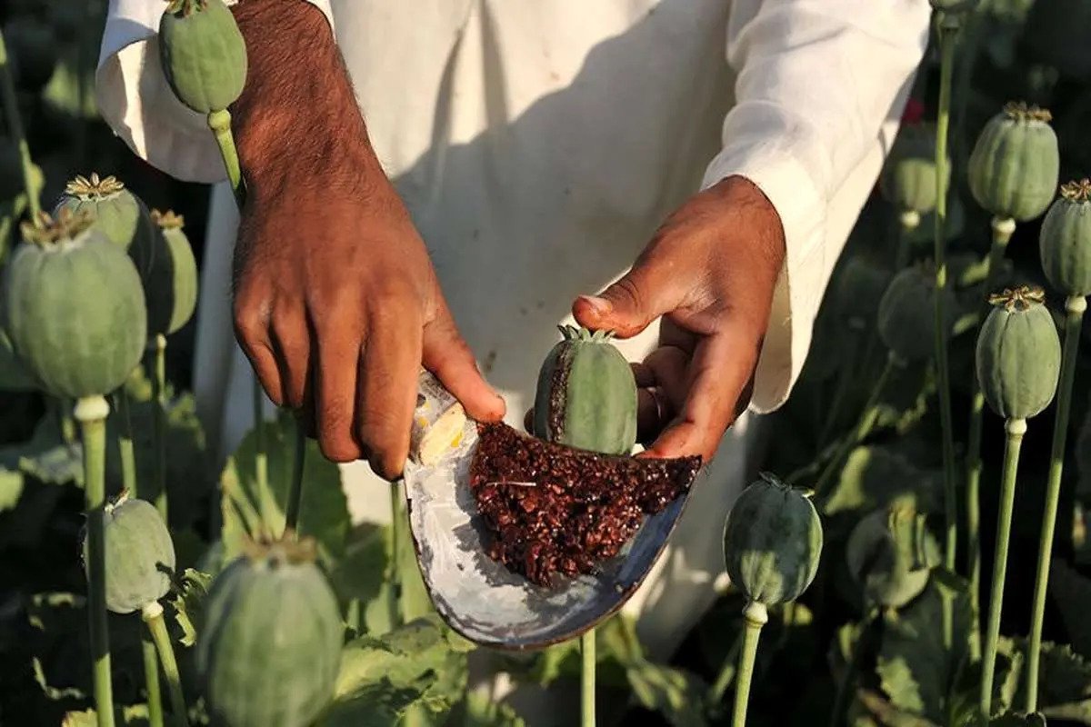 فیلم| سوال عجیب از یک پزشک روی آنتن زنده تلویزیون؛ مصرف تریاک برای درمان اسهال؟ | دیلی 3