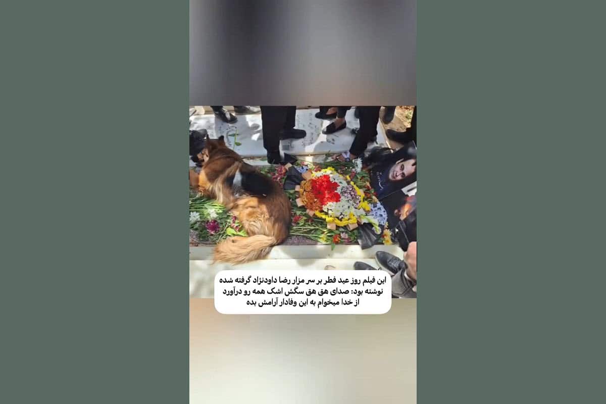 فیلم| گریه های سگ رضا داوودنژاد بر مزار این بازیگر | دیلی 3