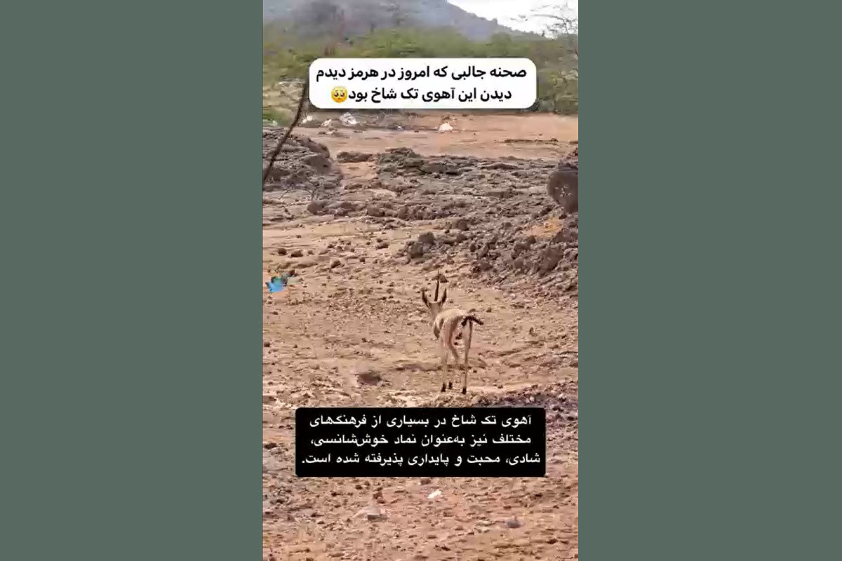 فیلم| دیده شدن آهوی تک شاخ در حیات وحش ایران | دیلی 3